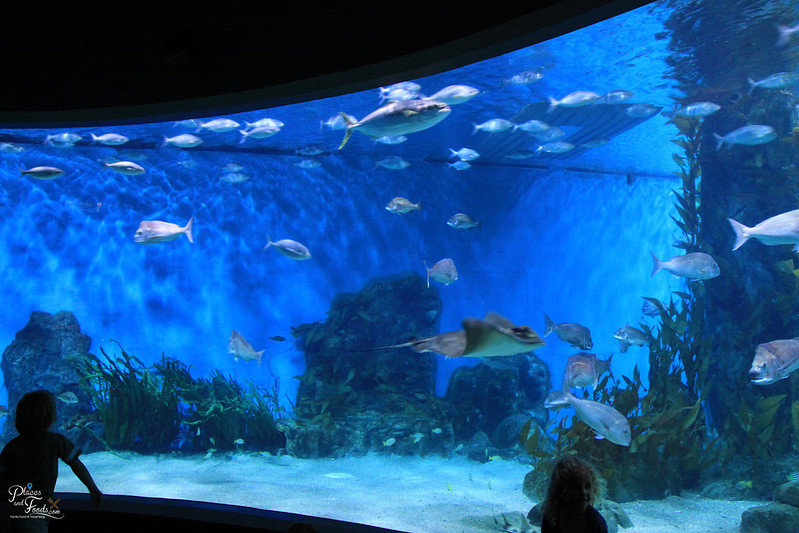 aquarium deals melbourne